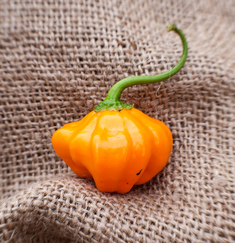 Aamish 60pcs Aji Cubano Dulce CACHUCHA Graines De Poivre