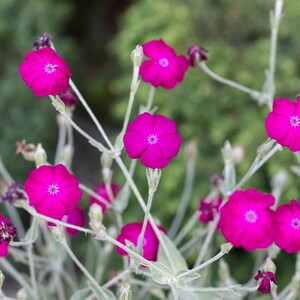 Rose Campion Mullein Pinks Lychnis coronaria Flower Premium Seed Packet