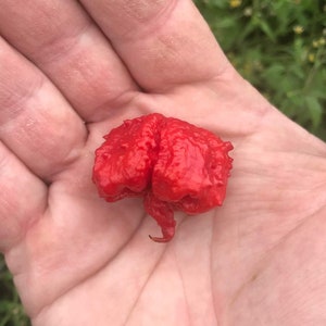 Dragon's Breath Chilipeppar Premium Fröpaket Möjligen Världens Hetaste