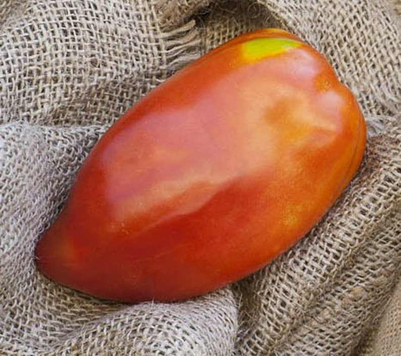San Marzano Redorta Heirloom Tomato Premium Seed Packet image 5