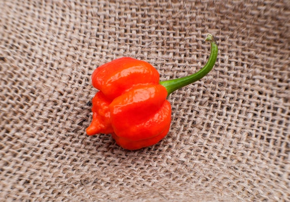 50 Seeds To Grow Scorpion Plants High Germination Rate Scorpion Pepper Seeds 50 Seeds To Grow Scorpion Plants High Germination Rate Scorpion Pepper Seeds