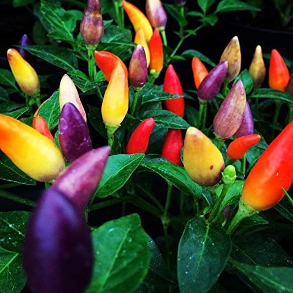 Chinese 5 Color Ornamental Purple Pepper Premium Seed Packet More