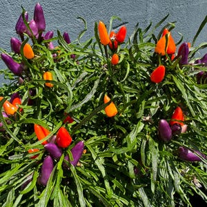 May include: A close-up of a plant with purple, orange, and red peppers growing on it. The plant is in a pot and the peppers are all different sizes.