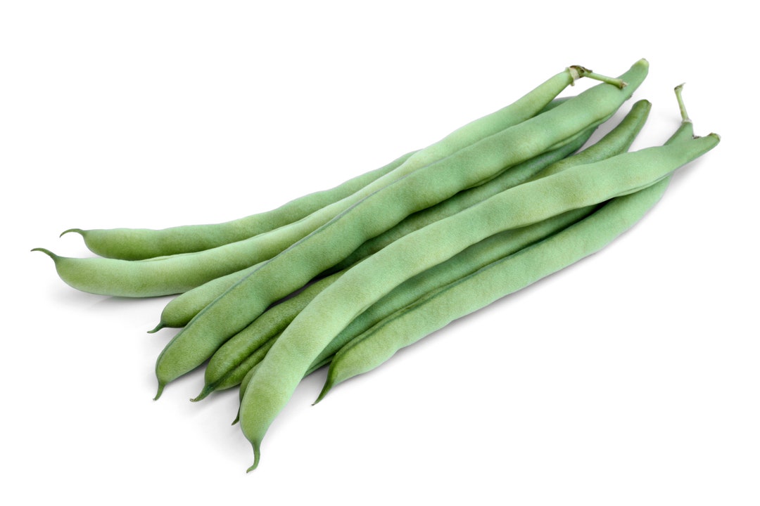 Fortex Vining French Green Bean Haricots Verts Premium Seed Packet Etsy