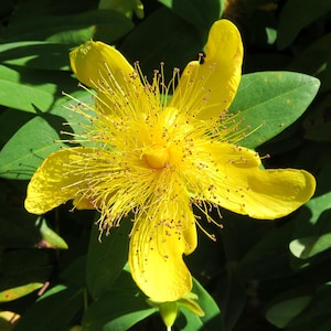 May include: A close-up of a vibrant yellow flower with prominent stamens and petals. The flower is surrounded by green leaves, creating a natural and colorful composition. The flower's bright yellow color contrasts with the dark green foliage.