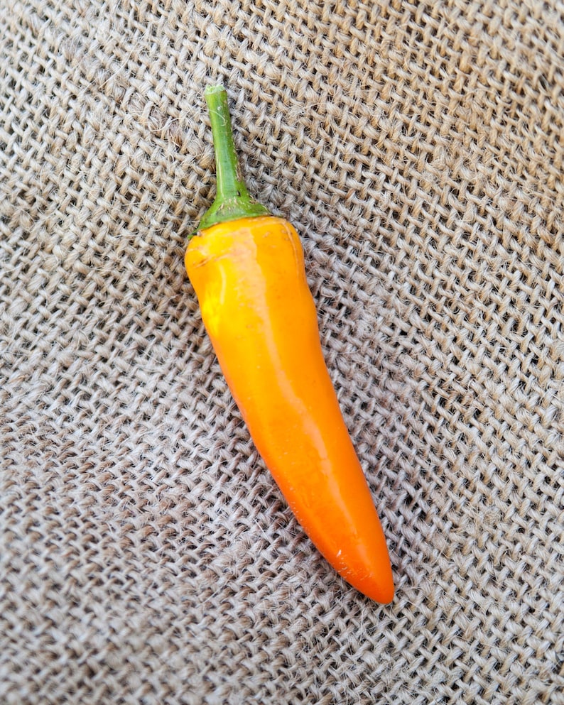 Tequila Sunrise Chile Heirloom Pepper Premium Seed Packet Etsy