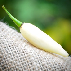 May include: A white chili pepper with a green stem, resting on a brown burlap surface.