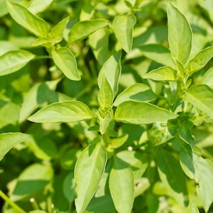 May include: A close-up of a lush green herb plant with vibrant leaves. The plant is growing in a garden setting, with the leaves showing a variety of shapes and sizes.