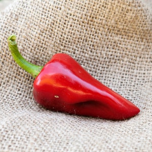May include: A vibrant red chili pepper with a green stem rests on a textured burlap surface. The pepper has a smooth, glossy skin and a curved shape, showcasing its fresh, natural appearance. This image is suitable for culinary or agricultural themes.