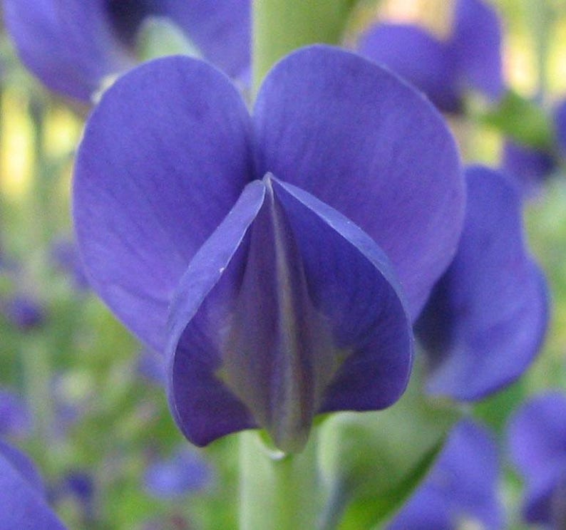 Sherwoods Seeds Wild Indigo Baptisia Australis Seeds - Thumbnail 4