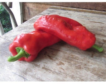 Choricero Cuerno de Cabra Heirloom Pepper Premium Seed Packet + Meer