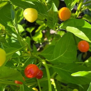 Aji Sopa Puerto Rico Heirloom Pepper Premium zaadpakket