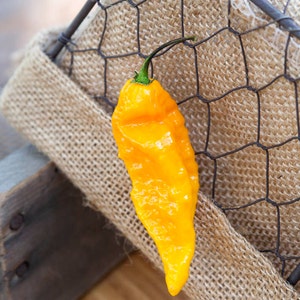 Yellow Ghost Pepper Bhut Jolokia Heirloom Pepper Premium Seed Packet