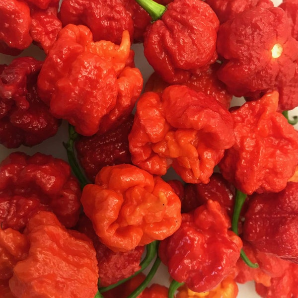 Hurt Berry Pepper Premium Seed Packet Record Hottest in The World + More