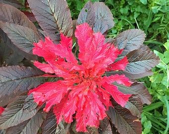 Joseph's Coat Amaranthus "Molten Fire" Amarant Zomer Poinsettia Premium zaadpakket