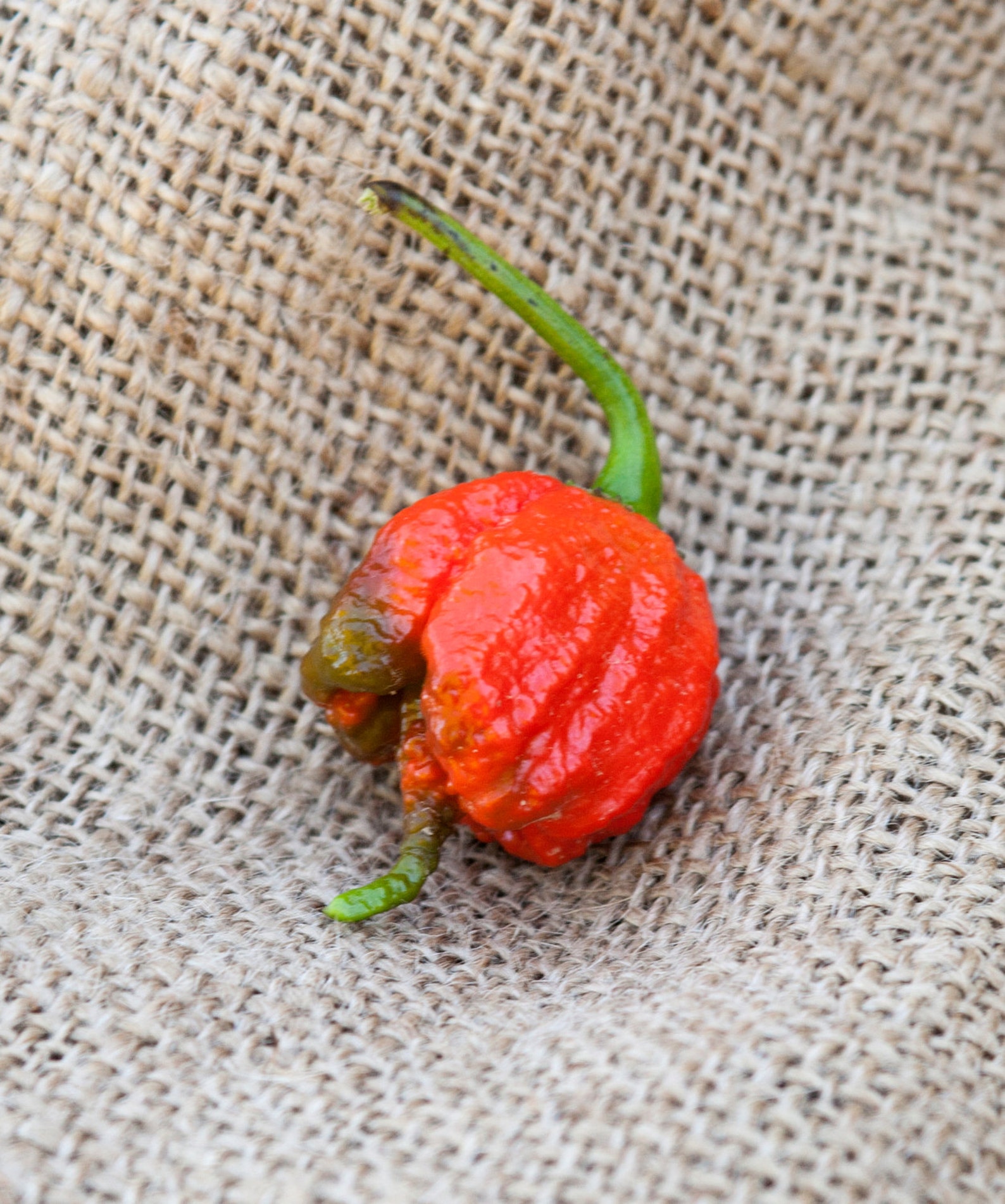 Carolina Reaper HP22B peper Premium zaad Packet de heetste in Etsy