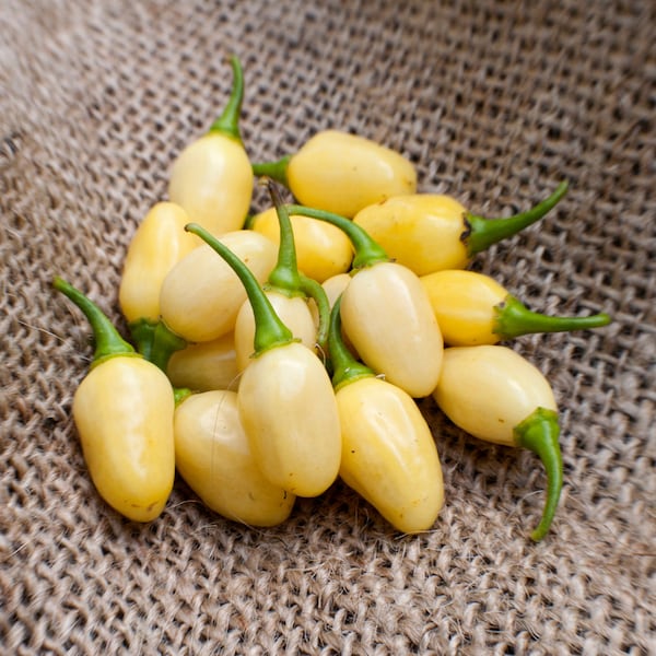 Peruvian White Lightning Habanero Heirloom Pepper Premium Seed Packet