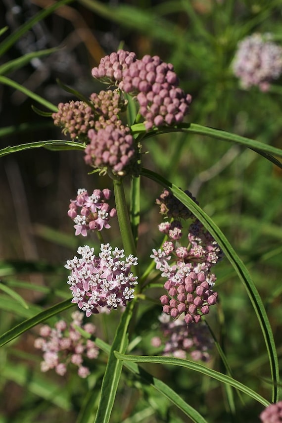Schmetterling der schmalen Seidenblume Asclepias fascicularis Premium Seed Packet Monarch