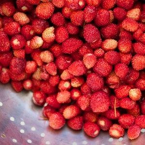 Puede incluir: Primer plano de un colador lleno de fresas silvestres rojas y maduras. Las bayas son pequeñas, redondas y densamente empaquetadas, con un tono rojo vibrante y pequeñas semillas. El colador es de metal y tiene pequeños agujeros.