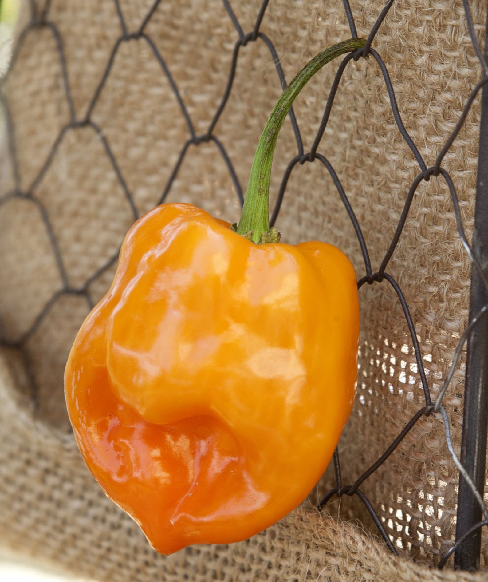Orange Habanero Heirloom Pepper Premium Seed Packet - Etsy