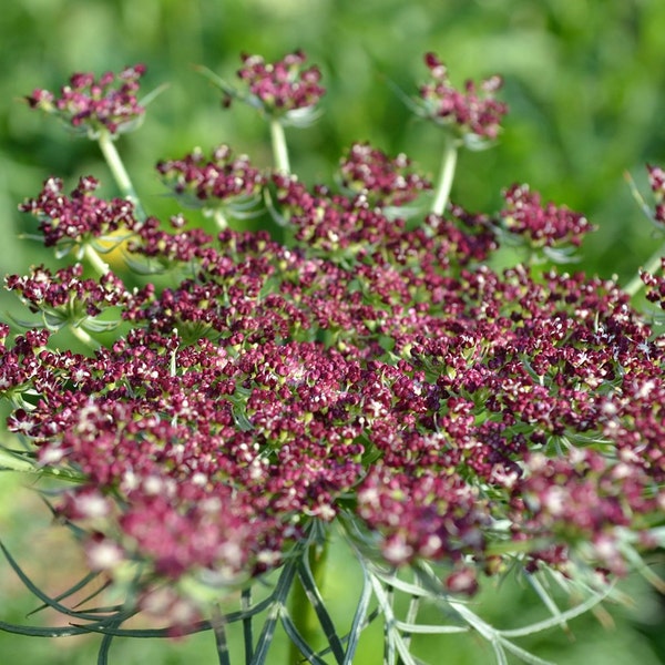 Pink and Burgundy Dara Ammi False Queen Anne's Lace Bishop's Weed Premium 100- Seed Packet