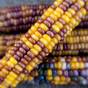 May include: Close-up of colorful corn cobs with yellow, brown, and purple kernels. The corn cobs are arranged in a pile, with the kernels facing the camera.