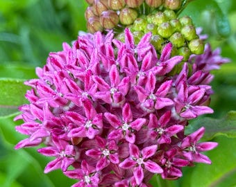 Lila mjölkörtfjäril Asclepias purpurascens Ängsfrön Premium för planteringspaket