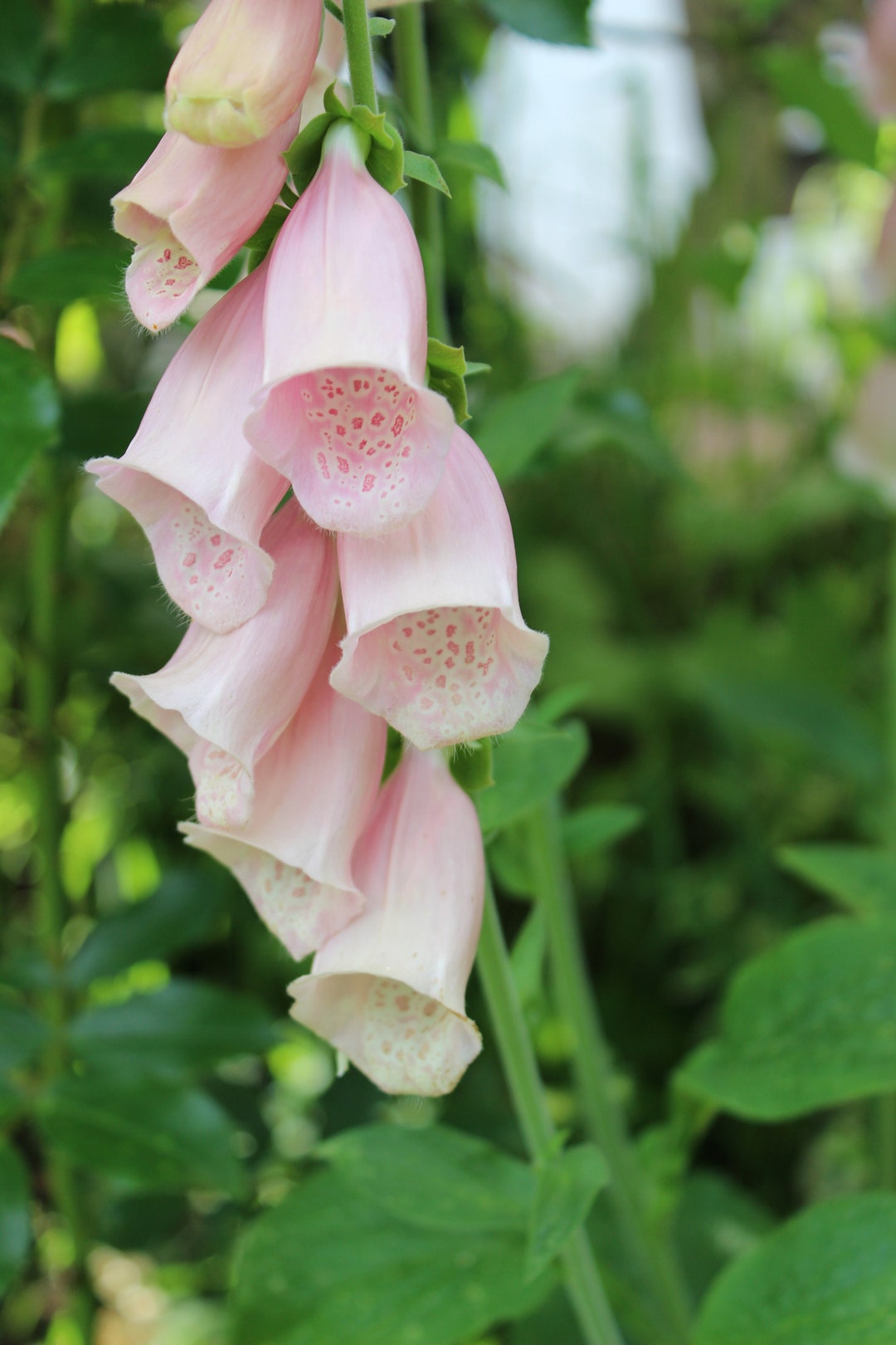 Pink Foxglove Digitalis Cut Flowers Premium Seed Packet - Etsy