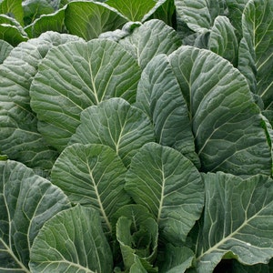 May include: Close-up of a field of dark green collard greens. The leaves are large and have a crinkled texture.