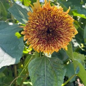 Van Gogh's Fantasy Mix Sunflower Autumn Cut Flowers Premium Seed Packet image 4