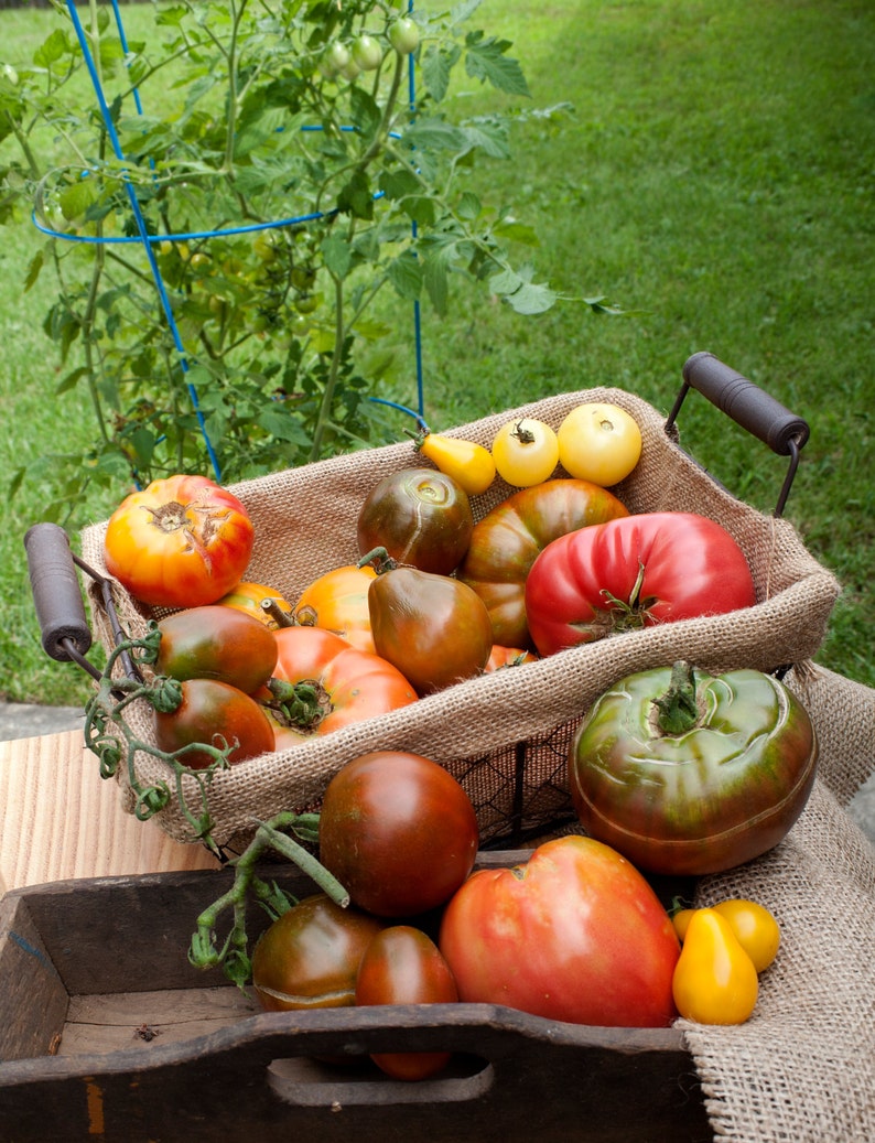 Hawaiian Pineapple Heirloom Tomato Premium Seed Packet
