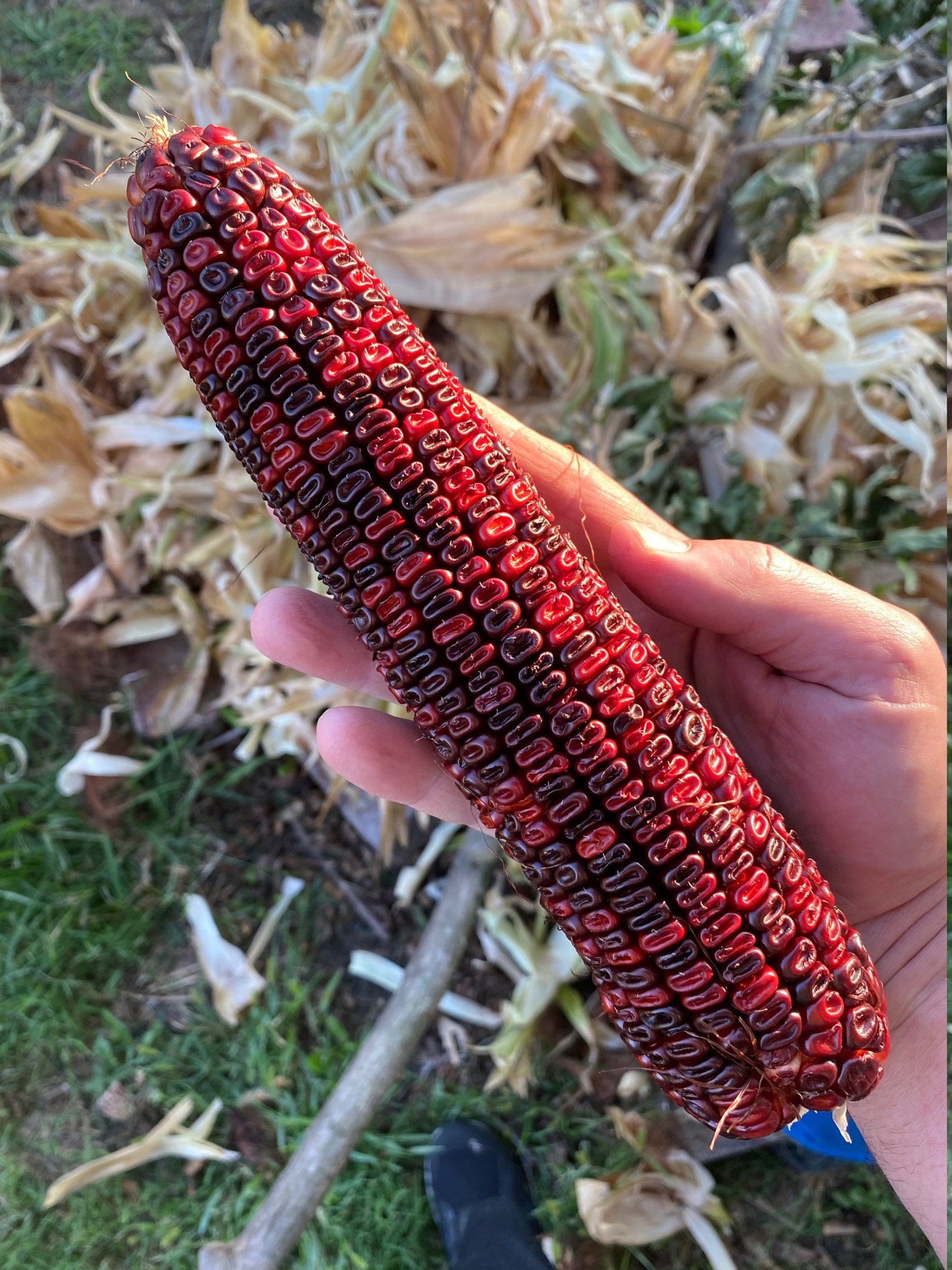 Jimmy Red Corn Famous Bootlegger Moonshine Grits Hominy Masa Etsy