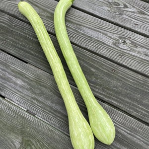Puede incluir: Dos calabacines largos, de color verde claro, con un patrón de rayas pálidas, descansando sobre una terraza de madera desgastada. Los calabacines tienen forma curvada y son de tamaño similar. Las verduras están frescas y parecen listas para la cosecha.