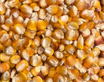 Yellow Tuxpeño Dent Corn Masa Puebla Tamale Maize 20 Seed Pack