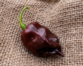 May include: A dark brown habanero pepper with a green stem, set against a textured burlap background. The pepper has a glossy surface and a unique, irregular shape, showcasing its natural form.