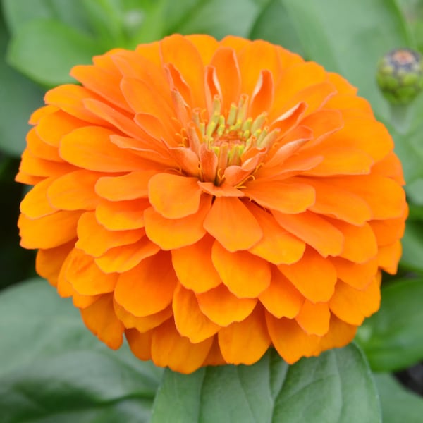 Bernary's Giant Orange Zinnia Bouquet Flower Premium Seed Packet