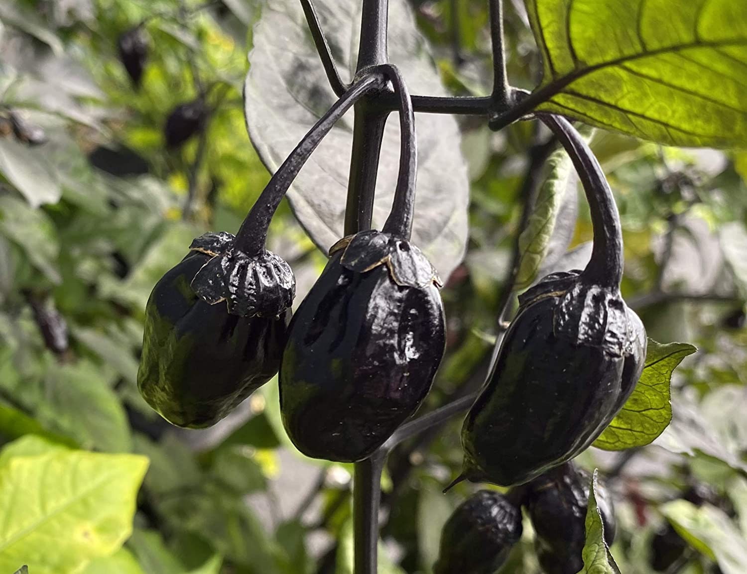 Purple Bubblegum 7 Pot BBG Scorpion Super Hot Pepper Premium Seed