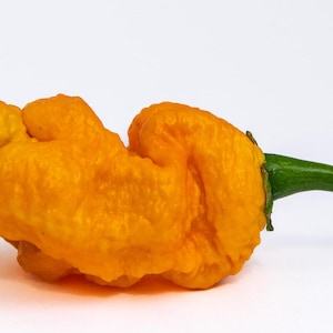 May include: A bright orange, wrinkled, and bumpy chili pepper with a green stem.