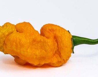 May include: A bright orange, wrinkled, and bumpy chili pepper with a green stem.