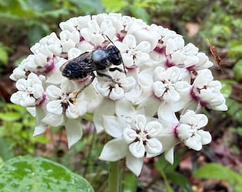 Red Ring Redring Milkweed Asclepias variegata Butterfly Seeds for Planting Packet Monarch
