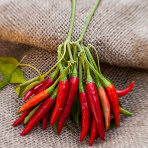 Thai Dragon Heirloom Chili Pepper Premium Seed Packet