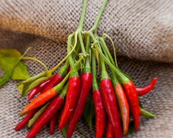 Thai Dragon Heirloom Chili Pepper Premium Seed Packet