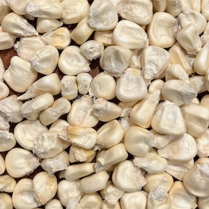 May include: A close-up image of a pile of white corn kernels. The kernels are smooth and have a slightly off-white colour.
