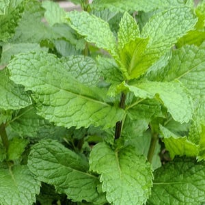 May include: Close-up of vibrant green mint leaves. The leaves have a textured surface with visible veins and serrated edges. The image highlights the fresh, bright green color of the plant, showcasing its natural beauty. The mint plant is a popular herb used in cooking and beverages.