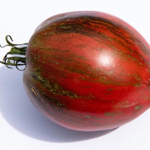 Rebel Starfighter Prime Tomato Premium Seed Packet