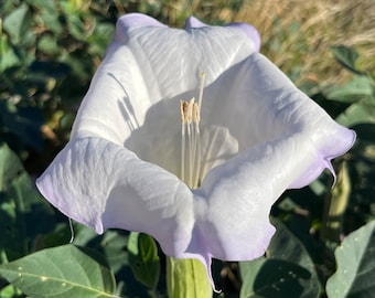 Toloache Datura Wrightii Sacred Moonflower Moon Lily Angel's Trumpet Flower Premium Seed Packet