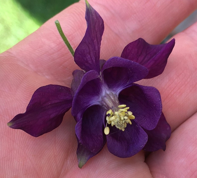 Deep Purple Columbine Perennial Factory outlet Premium Seed Packet Save money