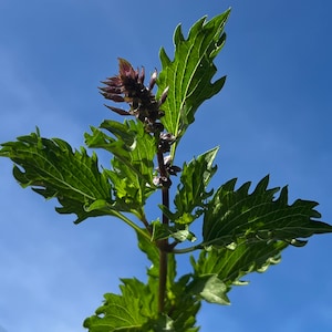 Zanzibar gem plant - Etsy sterreich