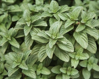 LIVE PLANT Orange Bergamot Eau de Cologne Mint Mentha × piperita f. citrata 3" Deep Pot