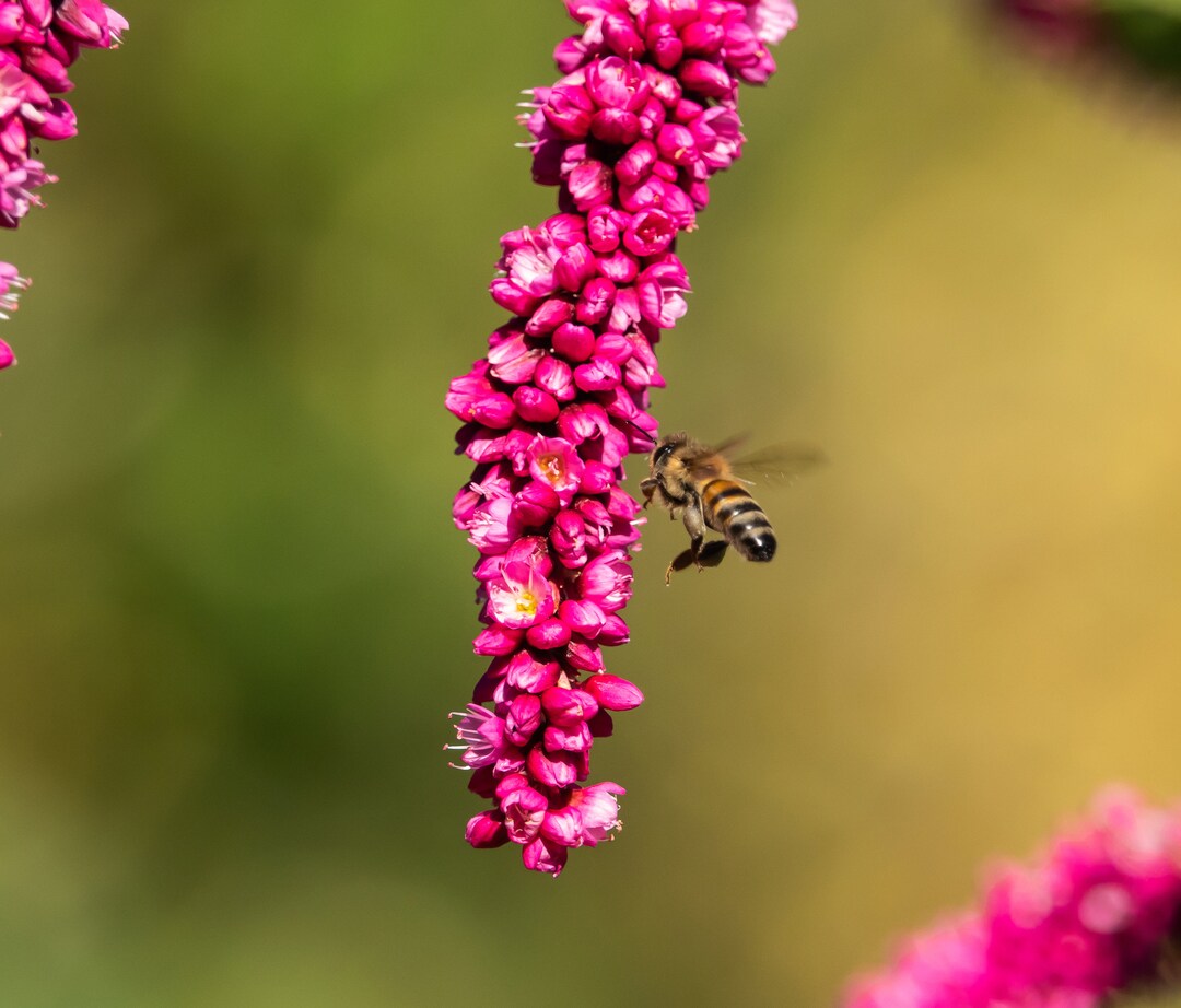 Kiss Me Over the Garden Gate Cottage Garden Flower Premium Seed Packet Etsy